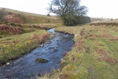 3. Downstream from Hoar Oak Tree