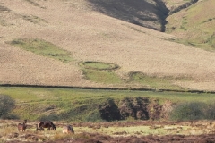 3a. Sheepfold above Hoar Oak Water