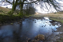 4. Downstream from Hoar Oak Tree