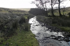 5. Downstream from Hoar Oak Tree