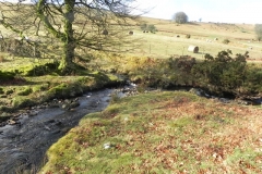 7. Downstream from Hoar Oak Tree