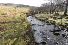 9. Downstream from Hoar Oak Tree