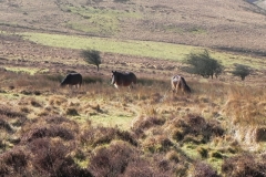 12. Exmoor Ponies above Hoaroak Water