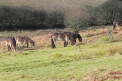 15. Exmoor Ponies above Hoaroak Water