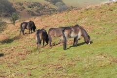 17. Exmoor Ponies above Hoaroak Water