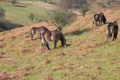18. Exmoor Ponies above Hoaroak Water