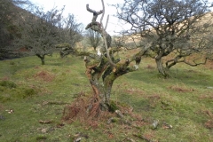 19. A dead hawthorn Tree by Hoaroak Water