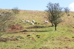 23. Sheep above Hoaroak Water