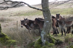 24. Exmoor ponies by Hoaroak Water