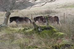 25. Exmoor ponies by Hoaroak Water