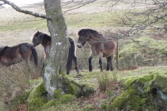26. Exmoor ponies by Hoaroak Water