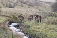 27. Exmoor ponies by Hoaroak Water