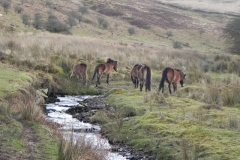 28. Exmoor ponies by Hoaroak Water