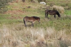 29. Exmoor ponies by Hoaroak Water