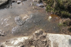 4. Frog Spawn in puddle below Hoaroak Hill