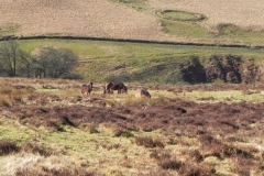 7. Exmoor Ponies above Hoaroak Water