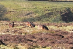 8. Exmoor Ponies above Hoaroak Water