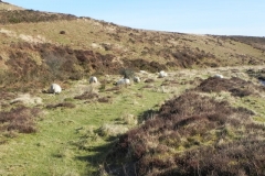 3. Sheep above Hoccombe Water