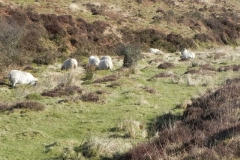 4. Sheep above Hoccombe Water