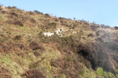 5. Sheep above Hoccombe Water