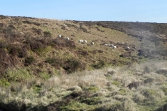 6. Sheep above Hoccombe Water