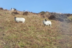 7. Sheep above Hoccombe Water
