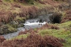 12. Downstream from Hoccombe Combe