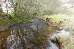 2. Water from Hoccombe Combe  flowing to Badgworthy