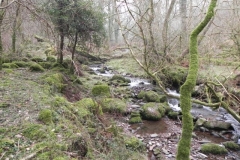 117. Flowing through Parsons Wood