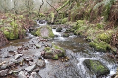 118. Flowing through Parsons Wood