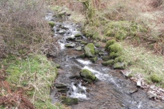 119. Flowing through Parsons Wood
