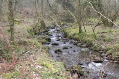 123. Flowing through Parsons Wood