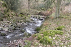 124. Flowing through Parsons Wood