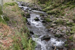 125. Flowing through Parsons Wood