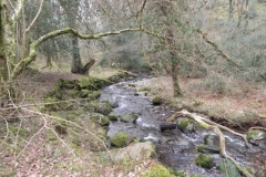 130. Flowing through Parsons Wood