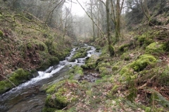 77. Flowing through Sideway Wood