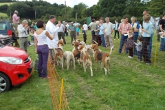 Hound Rcing by the Barle at Brushford (10)