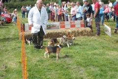 Hound Rcing by the Barle at Brushford (14)