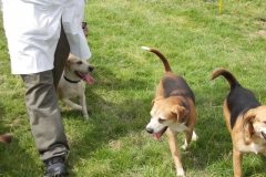 Hound Rcing by the Barle at Brushford (15)