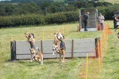 Hound Rcing by the Barle at Brushford (18)