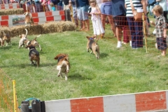 Hound Rcing by the Barle at Brushford (19)