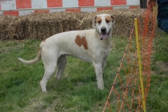Hound Rcing by the Barle at Brushford (24)