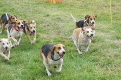 Hound Rcing by the Barle at Brushford (26)