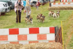 Hound Rcing by the Barle at Brushford (27)