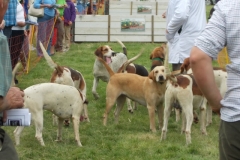 Hound Rcing by the Barle at Brushford (30)