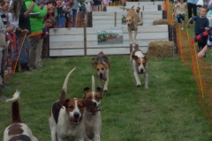 Hound Rcing by the Barle at Brushford (4)