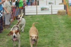 Hound Rcing by the Barle at Brushford (5)