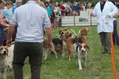 Hound Rcing by the Barle at Brushford (6)