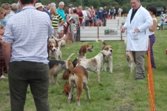 Hound Rcing by the Barle at Brushford (8)