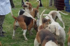 Hound Rcing by the Barle at Brushford (9)